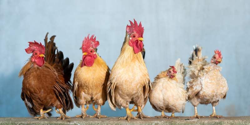 ethanol prevents spread of bird influenza