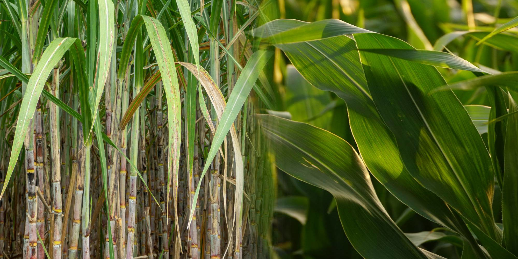 Sugar-cane vs corn ethanol